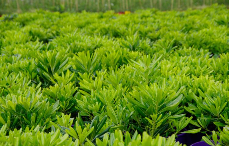 Pittosporum Miss Muffet
