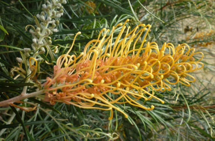 Grevillea Honey Gem