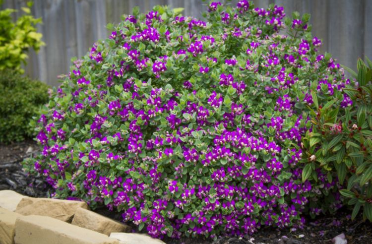 Polygala x Oppositifolia Little Polly