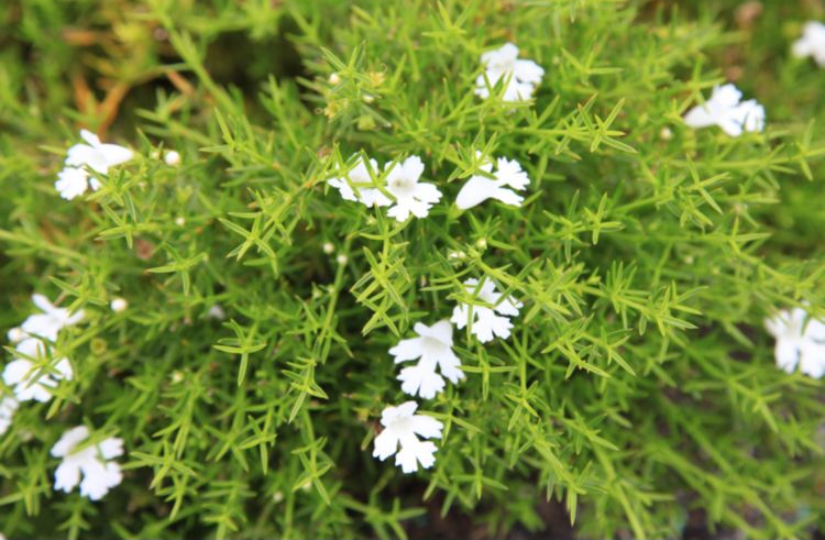 Groundcover