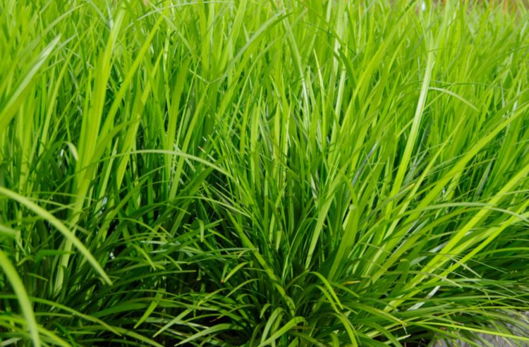 Liriope Evergreen Giant