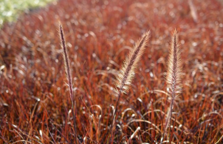 Pennisetum Rubrum