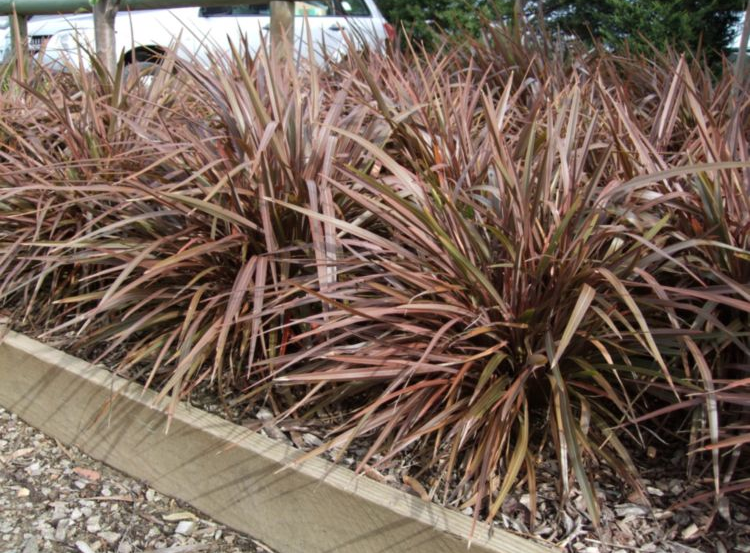 New Zealand Flax - Phormium Sweet Mist
