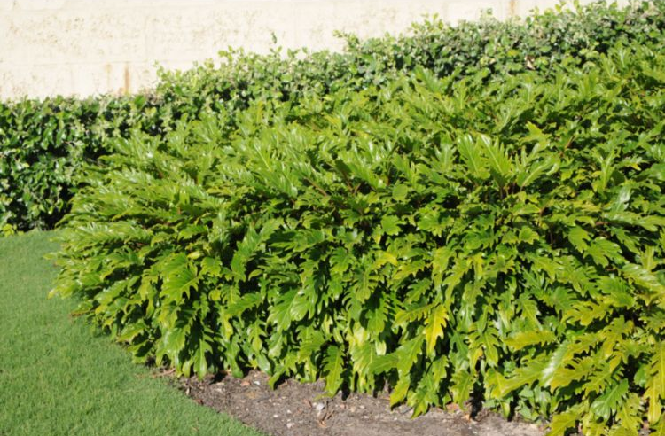 Philodendron Xanadu