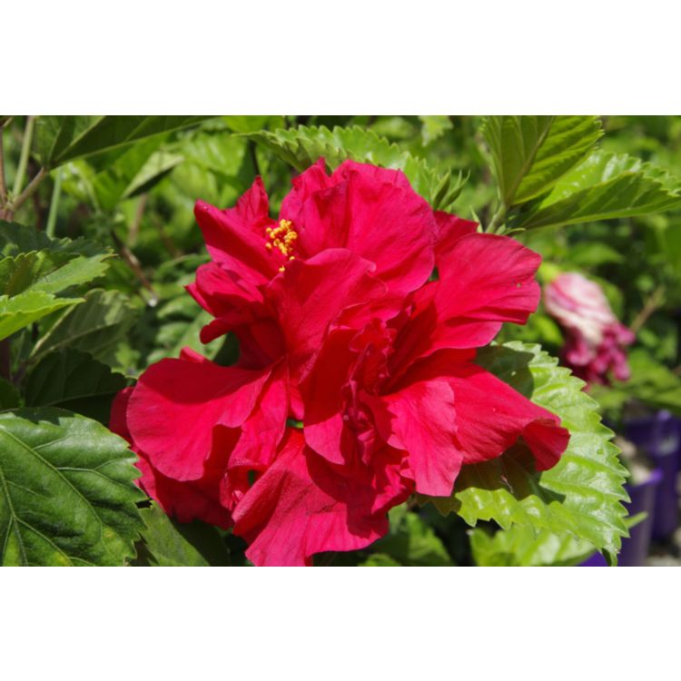 Hibiscus Sabrina