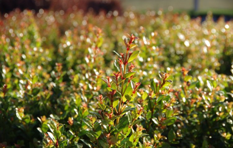 Syzygium Orange Twist