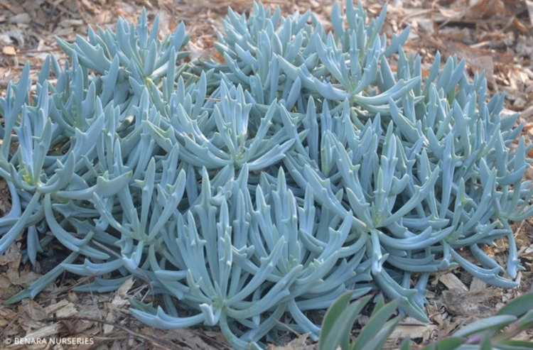Senecio Trident Blue