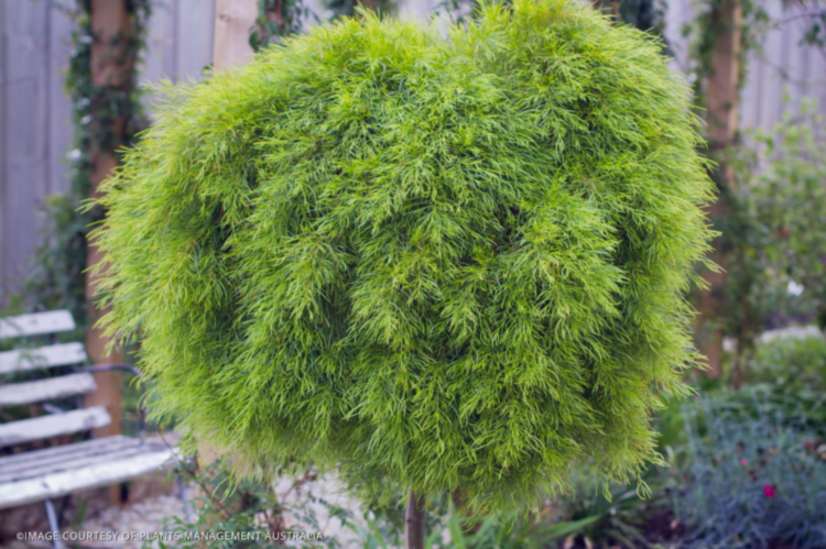 Acacia Cognata Limelight