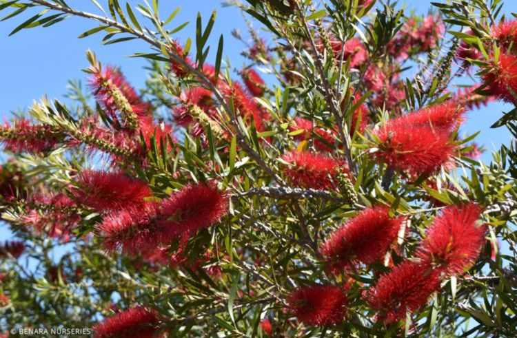 Callistemon Kings Park Special