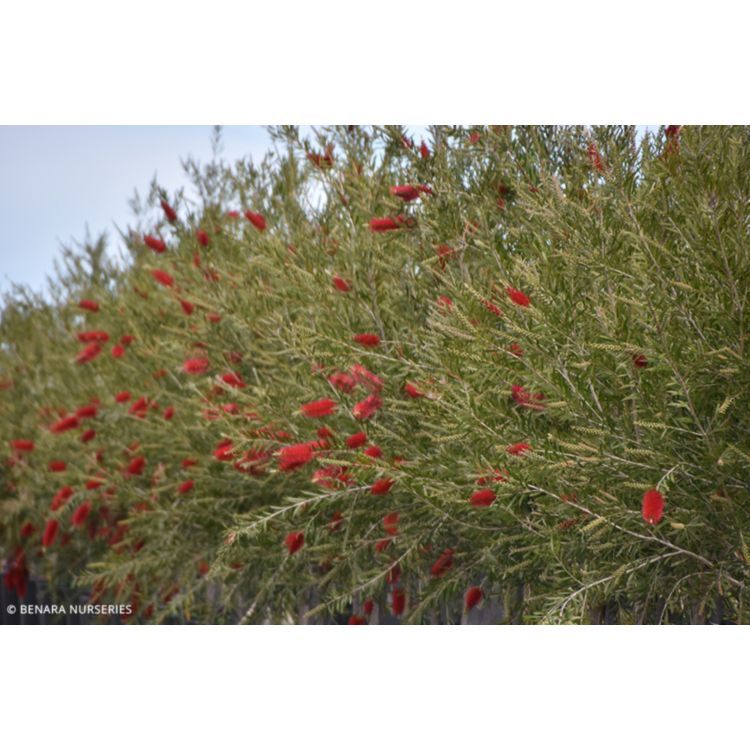 Callistemon Kings Park Special