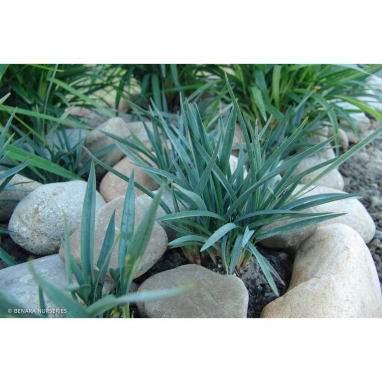 Dianella Cassa Blue