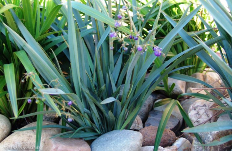 Dianella Cassa Blue