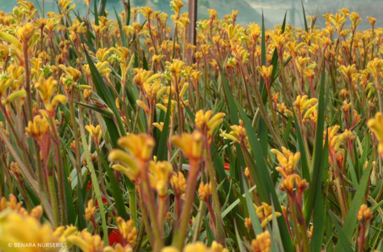 Kangaroo Paw - Anigozanthos Landscape Gold