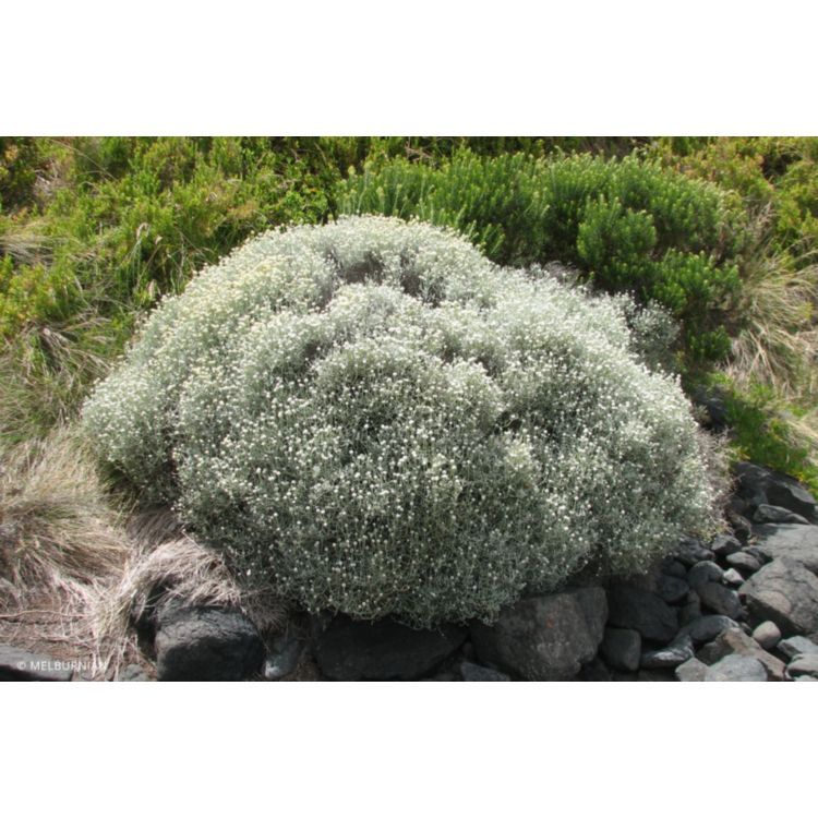 Leucophyta Brownii