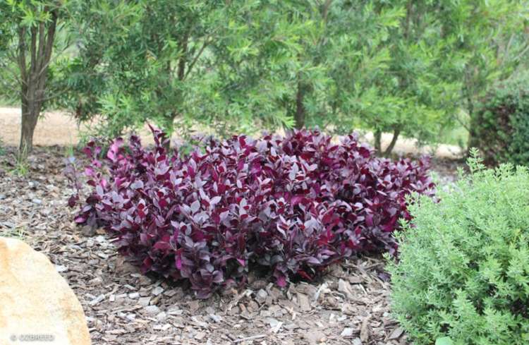 Alternanthera Little Ruby
