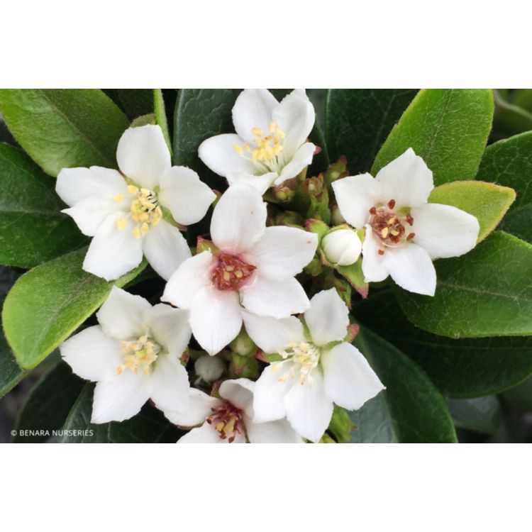 Rhaphiolepis Snow Maiden