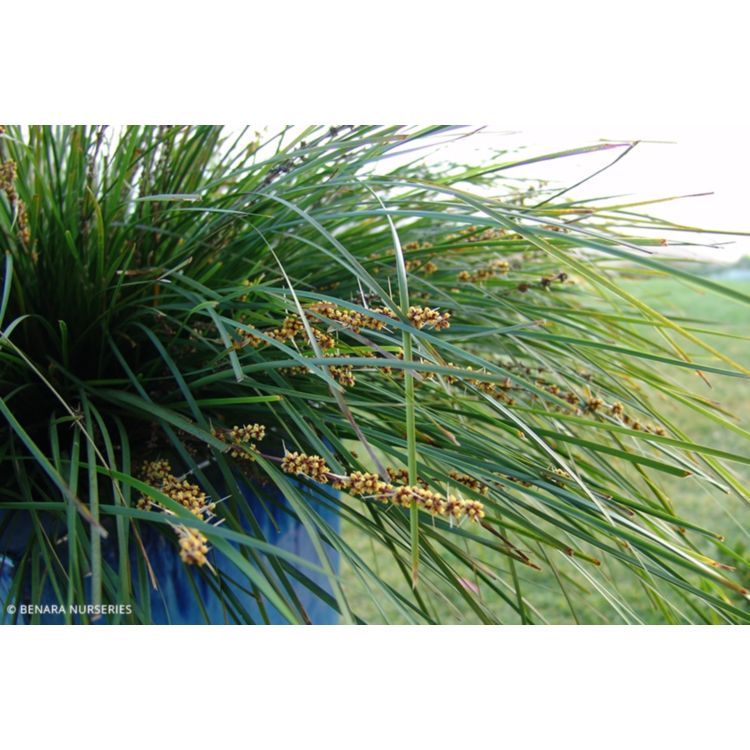 Lomandra Tanika