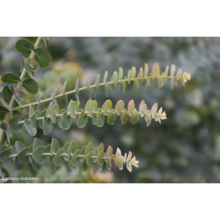 Eucalyptus Kruseana