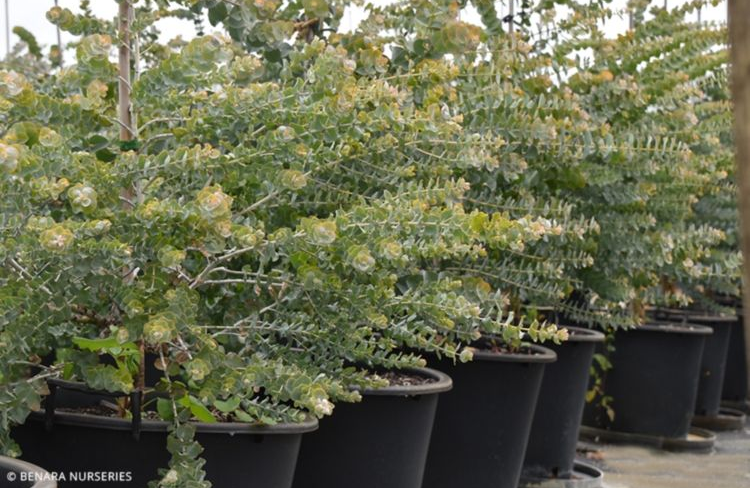 Eucalyptus Kruseana