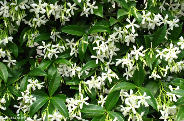 Star Jasmine - Trachelospermum Jasminoides