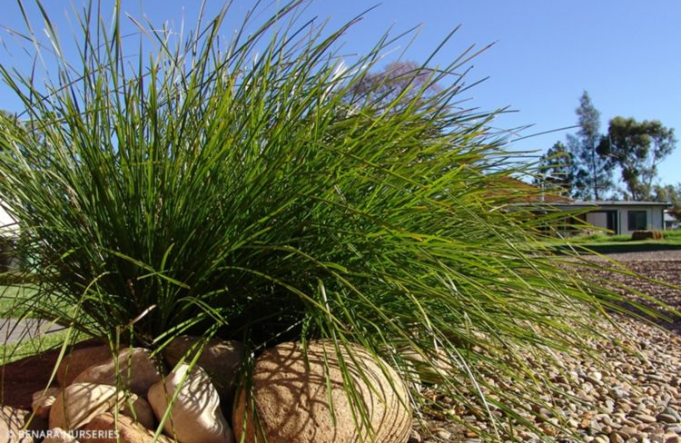 Lomandra Tanika