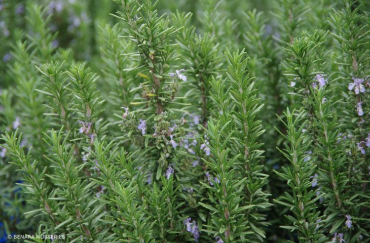 Rosmarinus Tuscan Blue