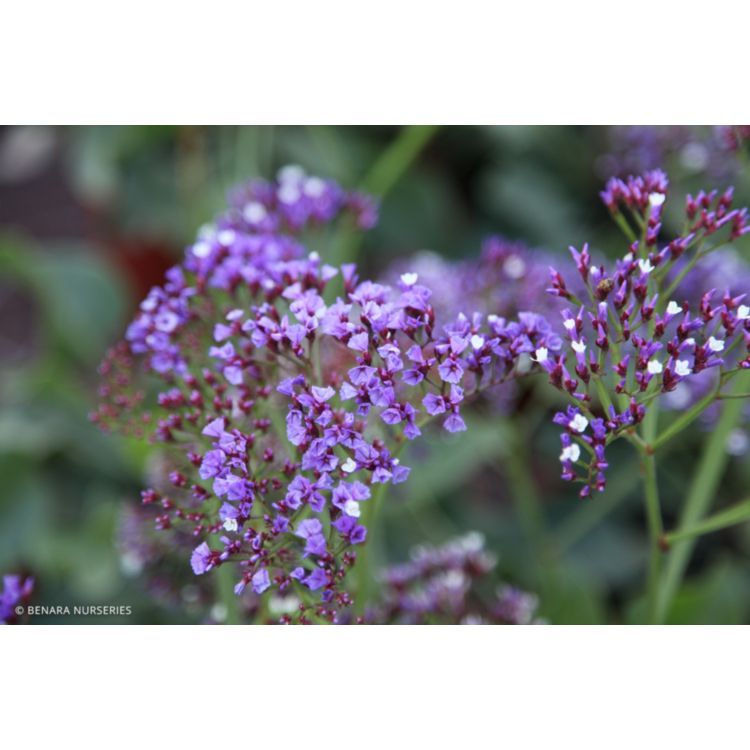 Limonum Perezii Blue