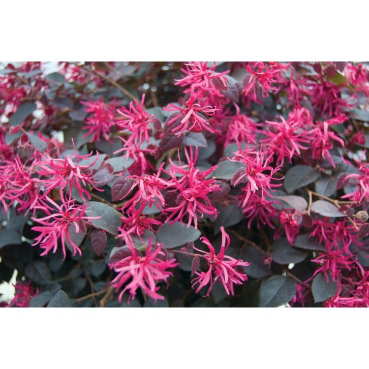 Loropetalum Plum Gorgeous