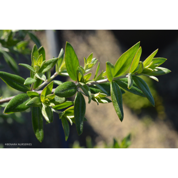 Westringia Mundi