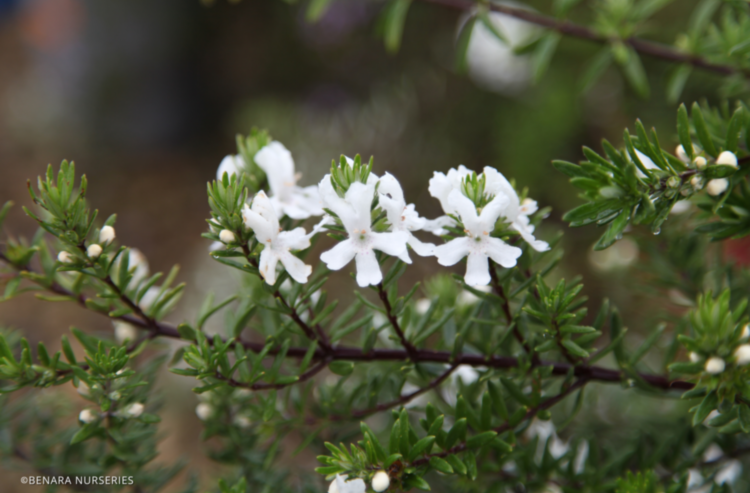 Westringia Mundi