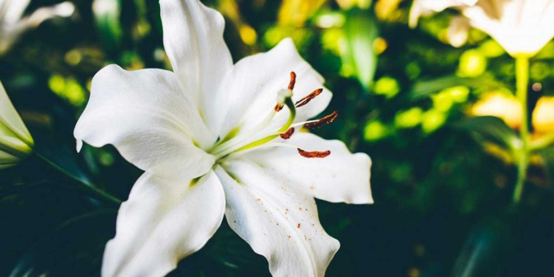 A white flower with a yellow center on a black background
