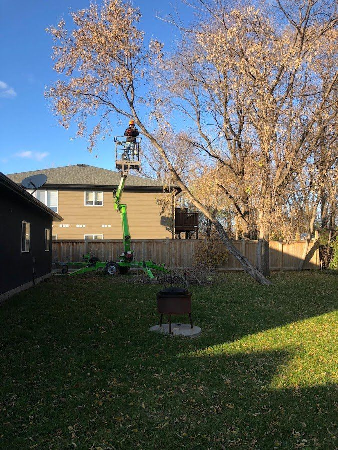 Tree Removal Service