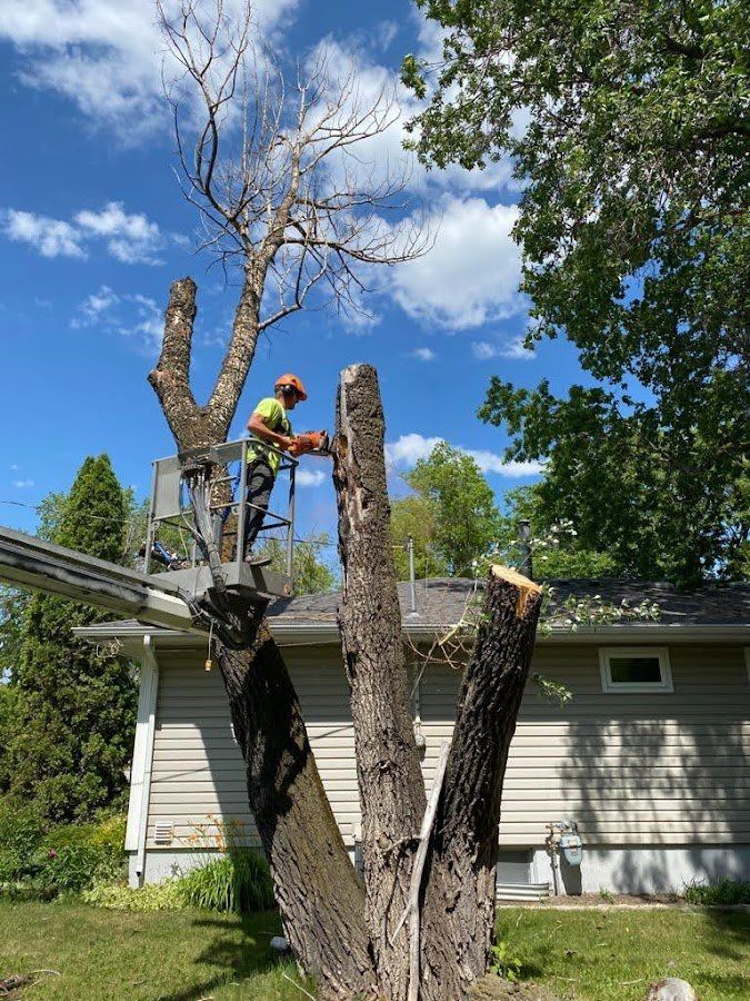 Tree Removal Service