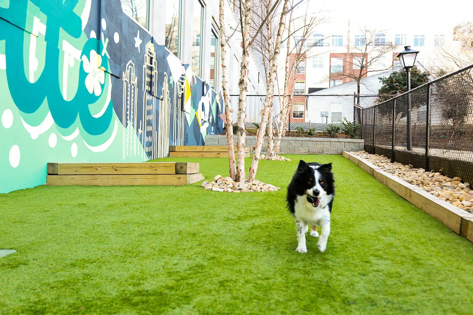 Dog running on artificial turf in a mural-adorned outdoor community courtyard with a fence.