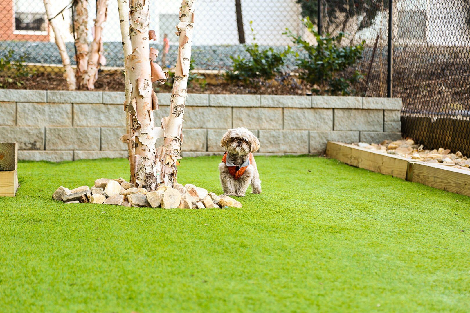 Small dog wearing an orange harness standing on green grass beside a tree in a fenced yard.
