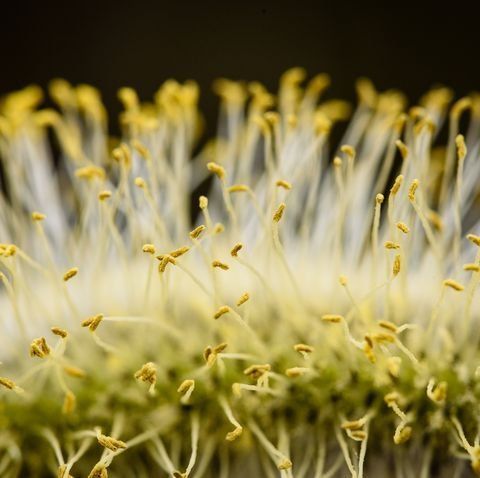 Close-up of delicate white and yellow flower stamens against a dark background