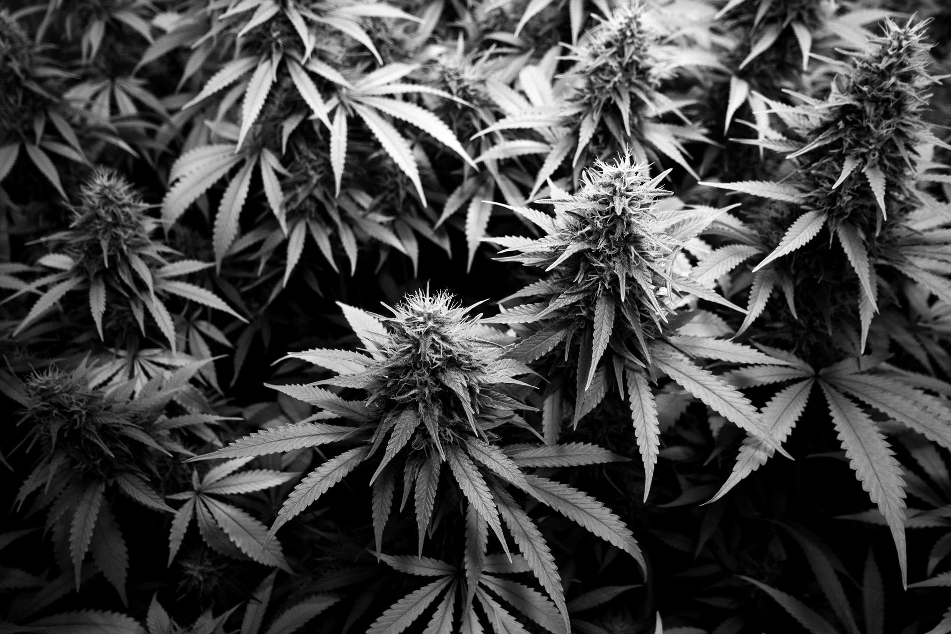 cannabis background