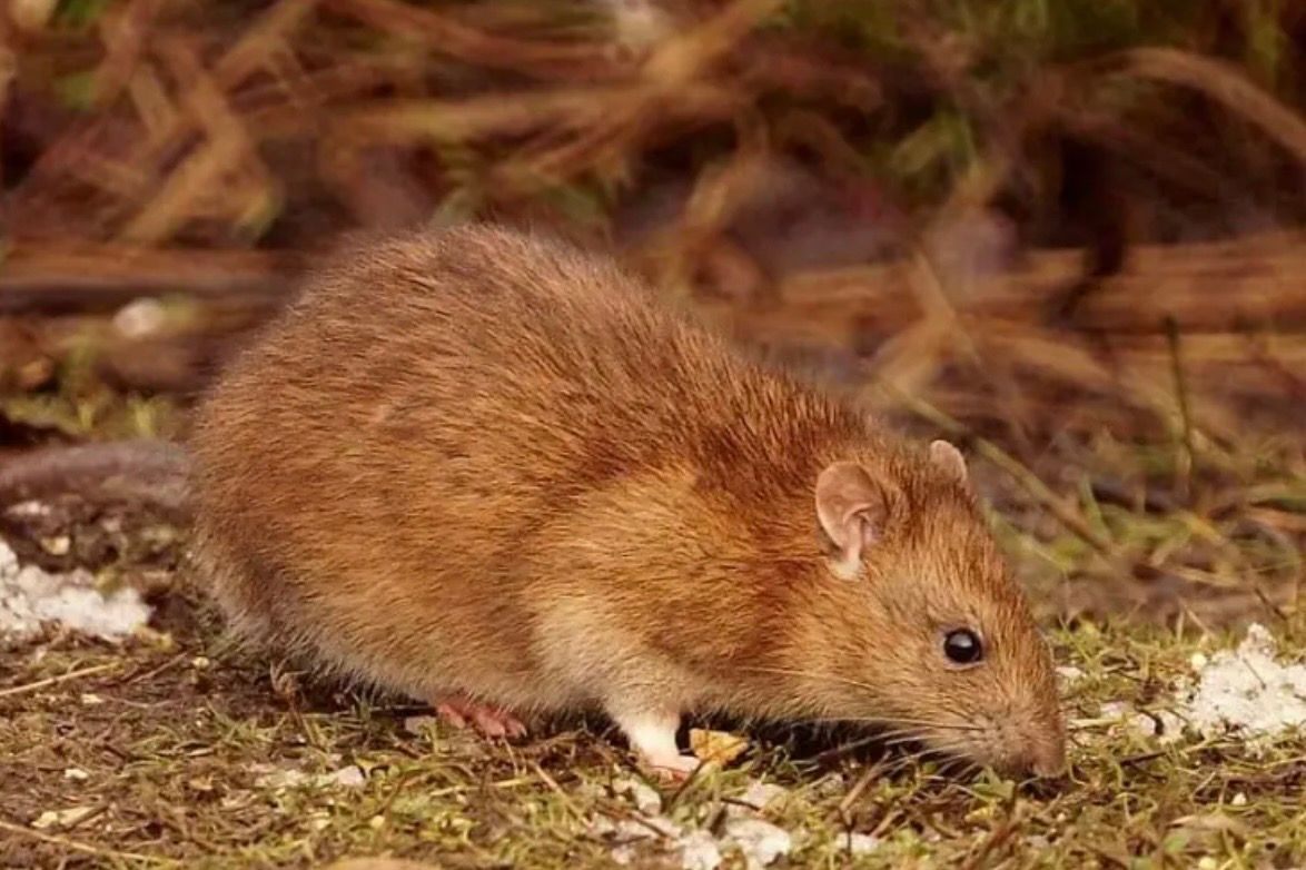 Rat infestation