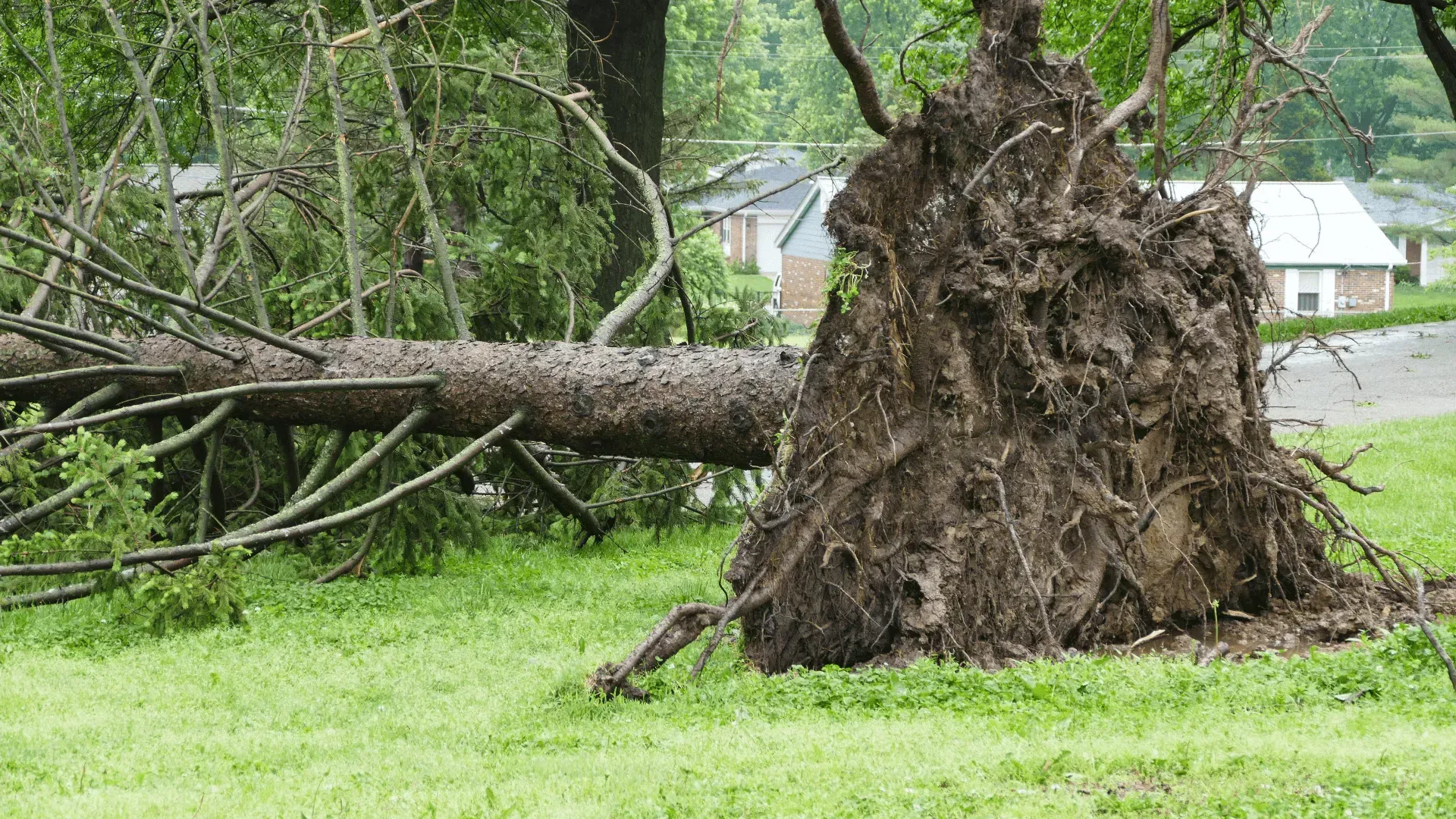 fallen-tree-removal-ventura