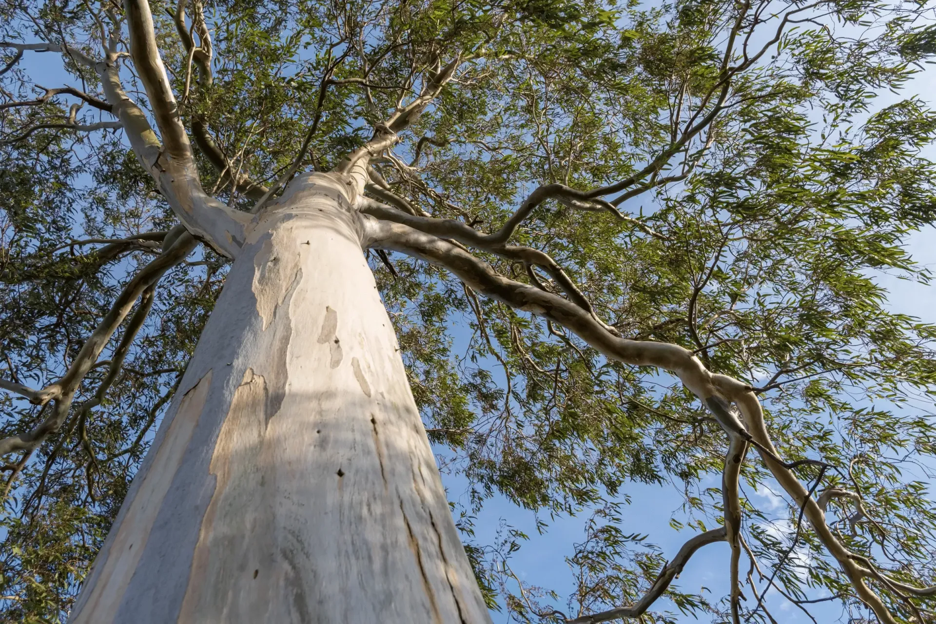 large-tree-trimming-ventura-ca