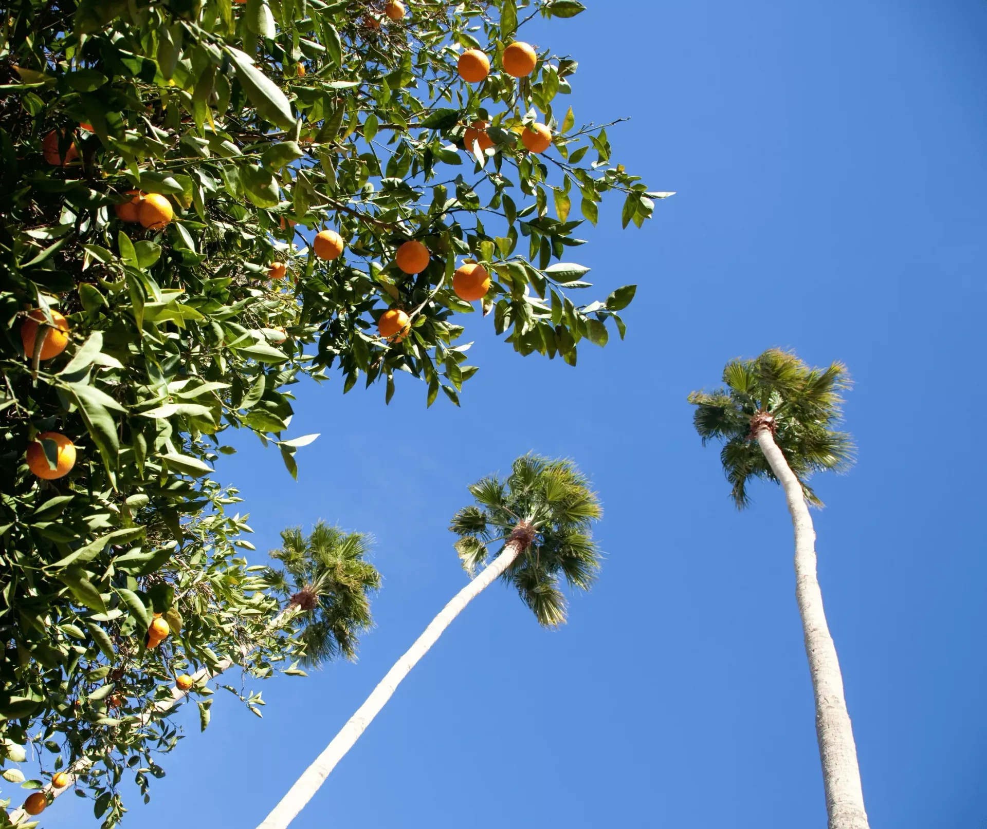 Tall palm trees and a citrus tree against a clear blue sky in Camarillo