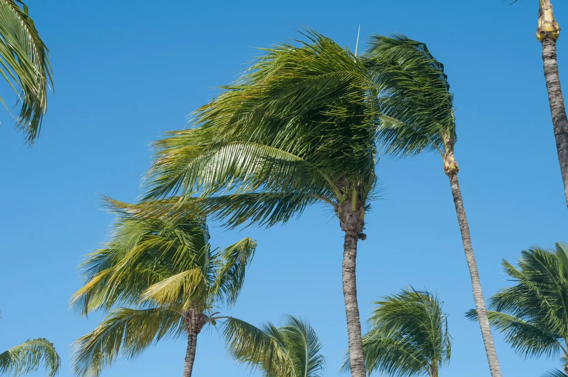palm-trees-wind-ventura-county