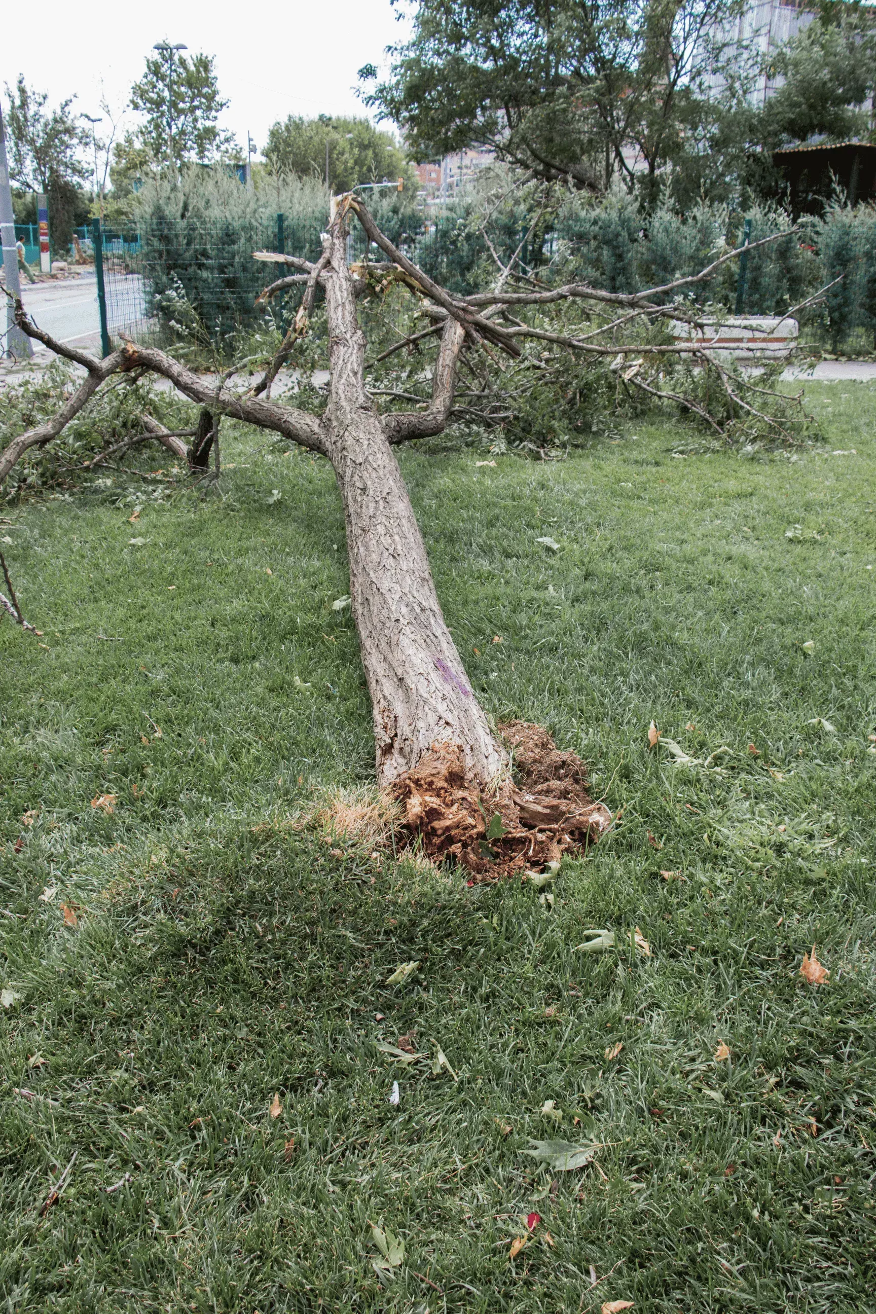 storm-damaged-tree-ventura-ca