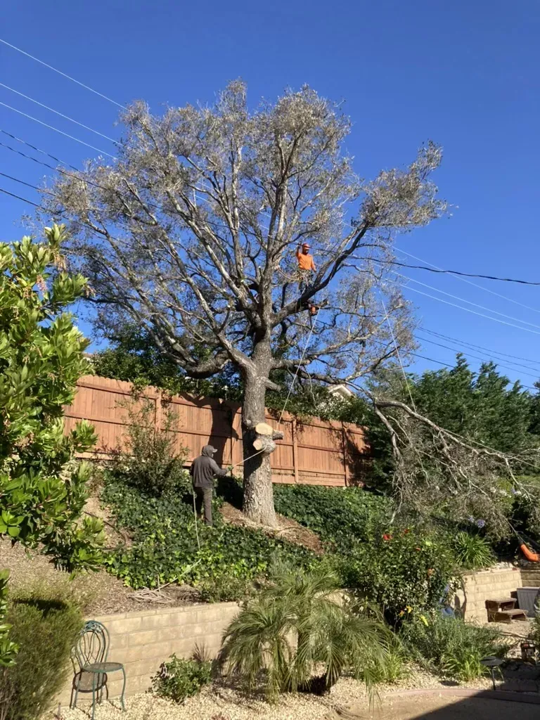 A tree guy truck is working on an oak tree in Camarillo