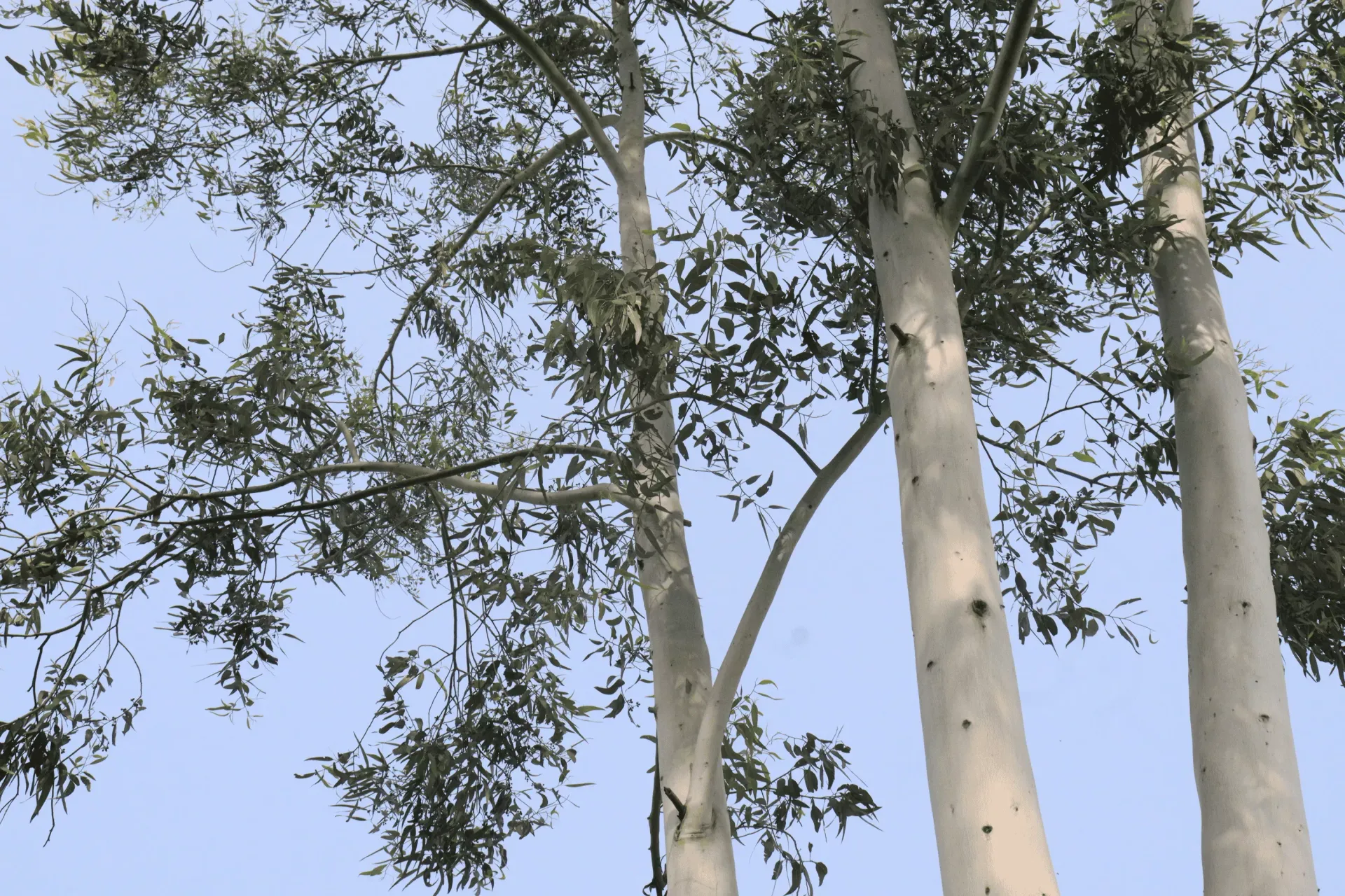 Lowangle view of tall eucalyptus trees with pale, smooth trunks and thin, green leaves. 