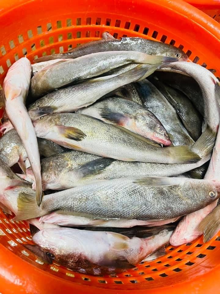 Basket of fresh, silver-colored fish with white bellies, viewed from above, in an orange basket.