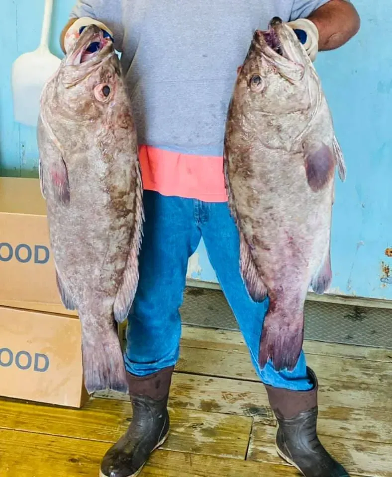 Person holding two large, dark-colored fish. They're wearing a gray shirt, jeans, and boots, with a blue background.