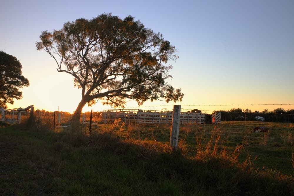 A Fenced in Field With a Tree in the Foreground and a Sunset in the Background — Brett Negus Plumbing In Hervey, Bay