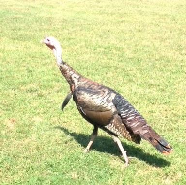 Turkey walking on a grassy lawn. Brown and white feathers, pinkish head.