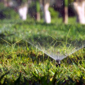 Sprinkler watering green grass with blurred trees in the background